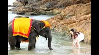 preview picture of video 'you see animal -4 : lovely animals and Liu yi fei with elephant in Thailand ( 中國, 劉亦菲, 大象 )'