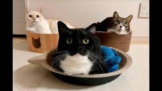 Cover art for 5 min of rather silly cat memes