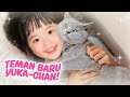 YUKA CHAN ADOPSI BANYAK KUCING A Day In Our Life