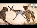 Wildlife Geographic Documentary Cheetah Lion In Hindi Urdu