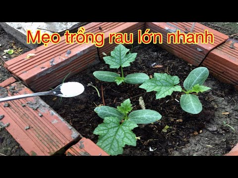 , title : 'Mẹo trồng rau lớn nhanh xanh tốt - Phần 1'