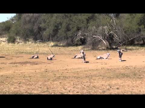Oryx am Wasser auf der Jagd und Gästefarm Ondombo in Namibia