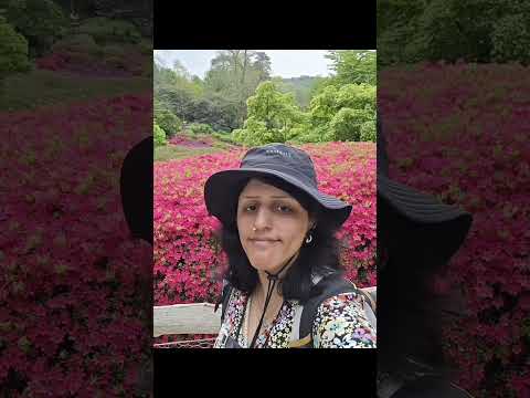 Went to Virginia Water with a friend on 27th April 2025 and saw the colourful blossom.