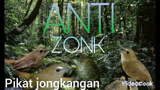 Download lagu Suara Pikat Jongkangan Anti Zonk mp3 Download lagu Suara Pikat Jongkangan Anti Zonk mp3