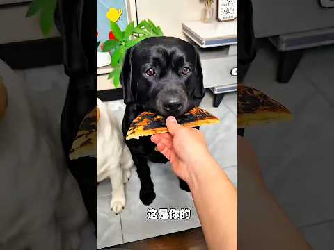 Luna Rifiuta il Pane Bruciato! 😱😂🔥🍞