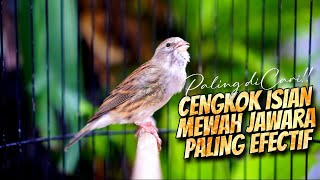 Download lagu EFECTIF BIKIN CENGKOK ISIAN MEWAH - MASTERAN KENARI ISIAN BLACKTHROAT GACOR DURASI PANJANG FAVORITE mp3 Download lagu EFECTIF BIKIN CENGKOK ISIAN MEWAH - MASTERAN KENARI ISIAN BLACKTHROAT GACOR DURASI PANJANG FAVORITE mp3