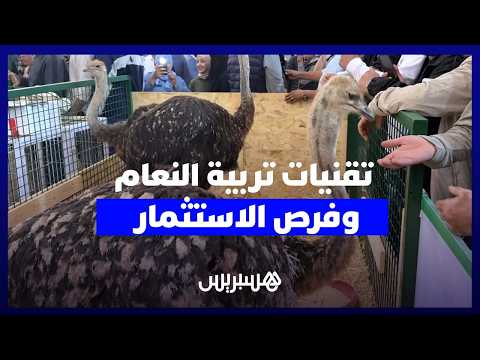 تربية النعام وفرص الاستثمار 