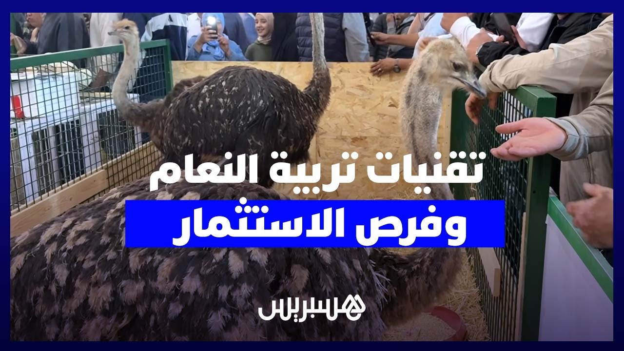 تربية النعام تجذب الأنظار في معرض مكناس وتكشف تفاصيل الإنتاج والتسويق thumbnail