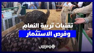 تربية النعام تجذب الأنظار في معرض مكناس وتكشف تفاصيل الإنتاج والتسويق thumbnail