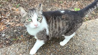 大きな喉鳴りで力強く甘えてくれる人懐っこくてかわいい猫ちゃん