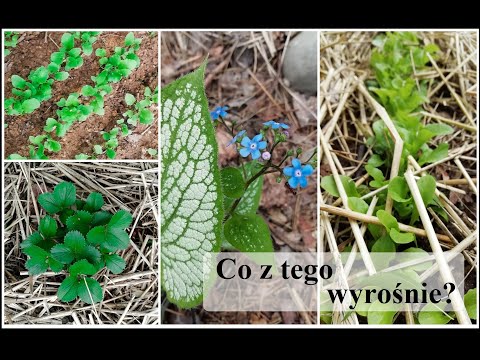 Ogród od zera #4 - Grządki, łąka kwietna i ziemniaki