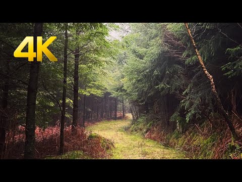 Walking in the Andaine Forest, France, in rainy weather (POV natural sounds 4K ASMR)