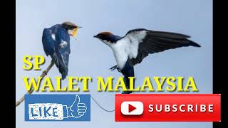 Download lagu Suara panggil walet terlaris dan terbaik MALAYSIA mp3 Download lagu Suara panggil walet terlaris dan terbaik MALAYSIA mp3
