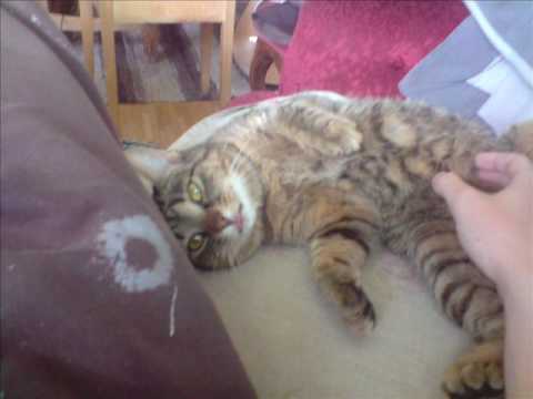 Hey Soul Sister (Acoustic Guitar Cover)