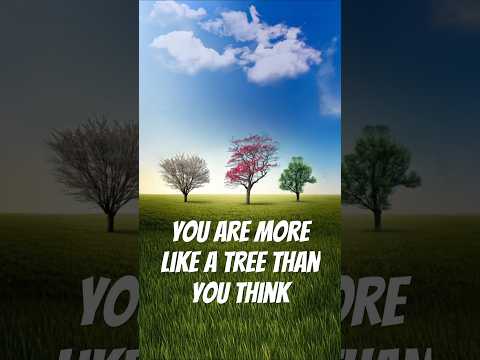 You are more like a tree than you think. 🌴 #livingtree #treepeople #chassidut