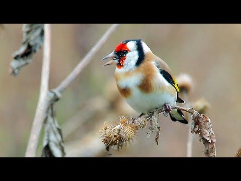 Jilguero ( Carduelis carduelis ) European Goldfinch