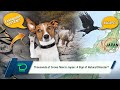 Viral Video On Thousands Of Crows Flew In Japan A Sign Of Natural Disaster Deaf NEWS