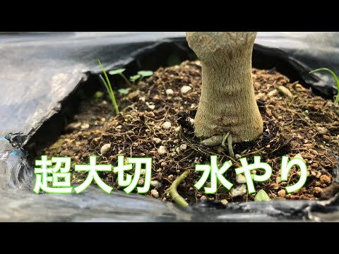 パプリカ 植物