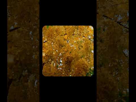 Flowers Around Dhyanalinga, Isha Yoga Center