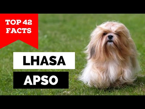 99% of Lhasa Apso Owners Don't Know This