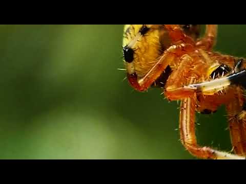 Coadjuvante Principal - Verde Tom de Floresta