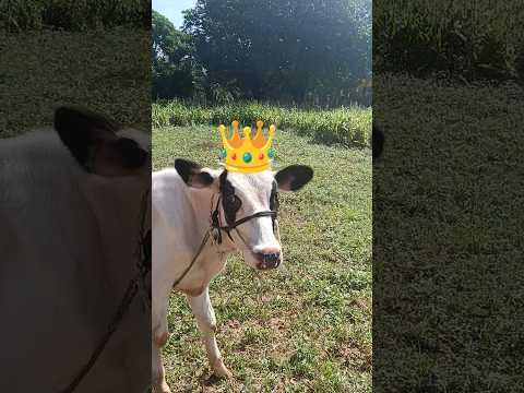 village life with cow 🐮 #shorts#villagelife#nature#trending