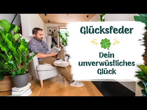Auf der Suche nach einer robusten Zimmerpflanze? Dann ist unsere Glücksfeder genau das Richtige!