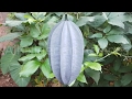 15 Facts About Nigerian Pumpkin Leaf (Ugu) | Flo Chinyere