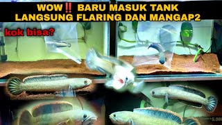 Download lagu LATEST‼️REVIEW of Channa Limbata Fishing Results | How to Quickly Flare and Gape mp3