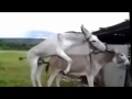 Donkey VS Horse Who Is The FUCKING King Sweet And Lovely Nature