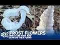 ABC13 meteorologist Kevin Roth explains the phenomenon of frost flowers