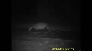 Badger in the garden