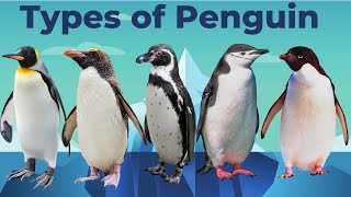 "Discovering the Diversity of Penguin Species"