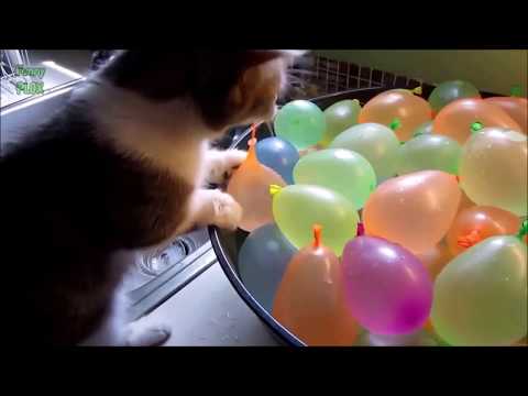 Смешные кошки (Funny cats)