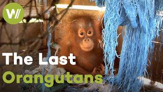 Orangutans on the Brink of Extinction: Deforestation & Palm Oil Industry Are Ravaging Their Habitat