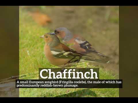 What is Chaffinch? | How to Say Chaffinch in English? | How Does Chaffinch Look?