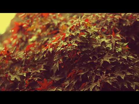 Stefan Ciobanu - Tu cel mai mare