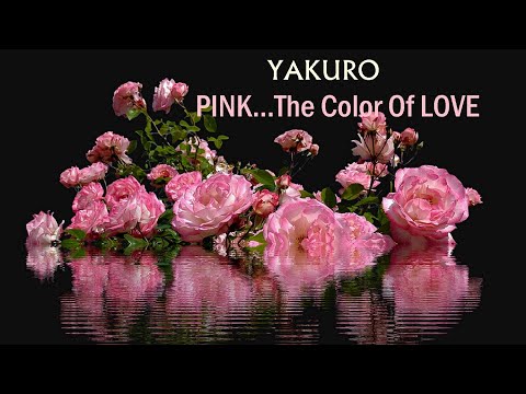 PINK... The Color Of LOVE - YAKURO