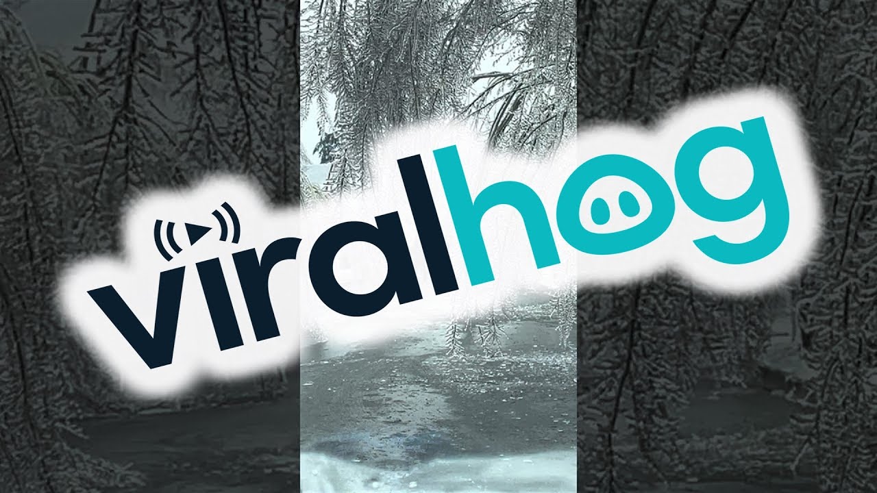 Frozen Trees Create Winter Wonderland || ViralHog