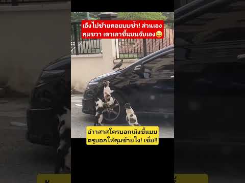 อดแดรก #มันนี่แมวป่วนเมือง #ทาสแมว #funny #pet #cute #animals #pets #cutecat #pets #petlover