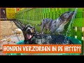 Kan iedere hond geadopteerd worden? | DierenpraatTV