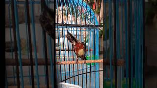 Download lagu Perawatan Sebisanya Kolibri Ninja Jantan ! konin trotol gacor #konin 201024 mp3 Download lagu Perawatan Sebisanya Kolibri Ninja Jantan ! konin trotol gacor #konin 201024 mp3