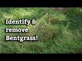 Dealing With Bentgrass - Expert Lawn Care Advice