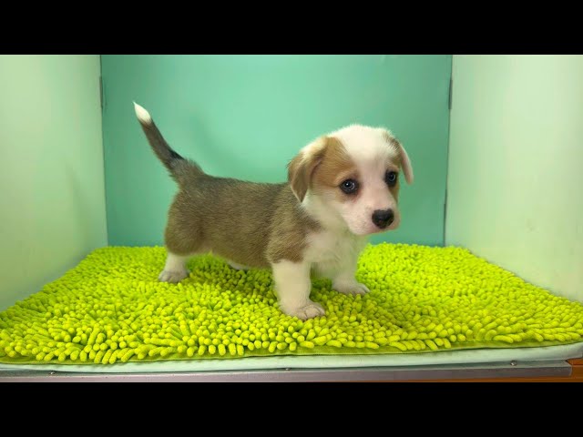 (子犬) 犬種：ウェルシュ・コーギー・ペンブローク 女の子 ブリーダー マロニエケンネル　MARRONNIER KENNEL k4049の画像