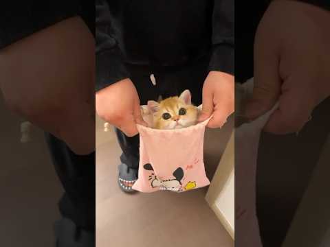 Cute cat 32 🥰😃🙀😸 # cat #cute