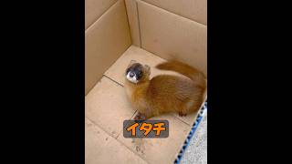 これはイタチですか？ #animals #動物 #自然 #動物プロダクション #癒し