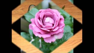 She&#39;s Bad Bad Business - Andy Griffith