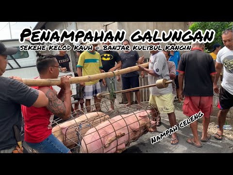 Penampahan Galungan - Tradisi Bali