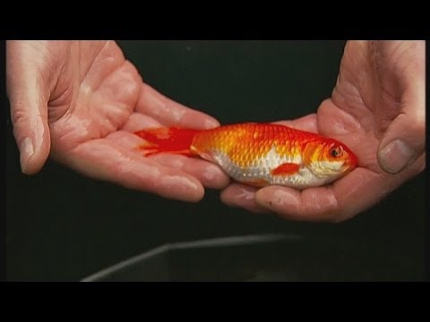 A man has rescued 3 goldfish from the Surrey floods using a teapot