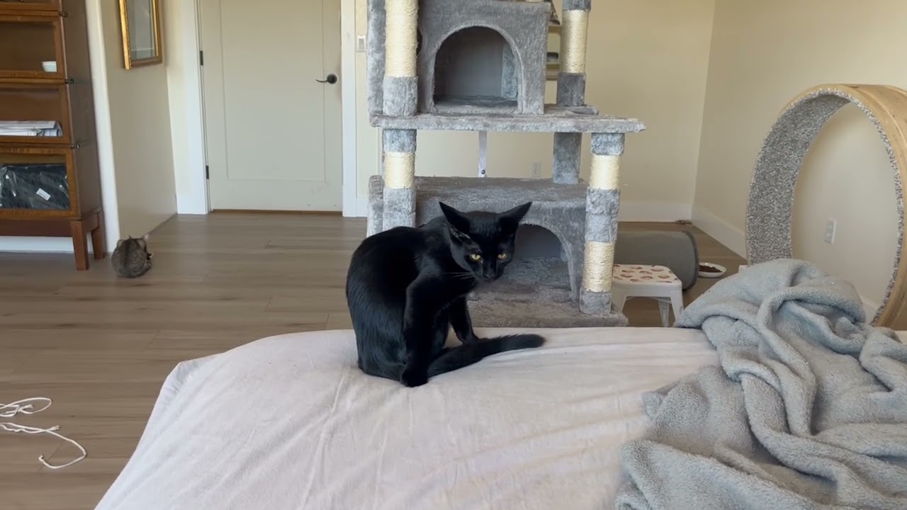 Enlarge Waytt my Handsome Huge Eared Panther, a ADOPTABLE Tabby in Eagle Point, OR video 4/6